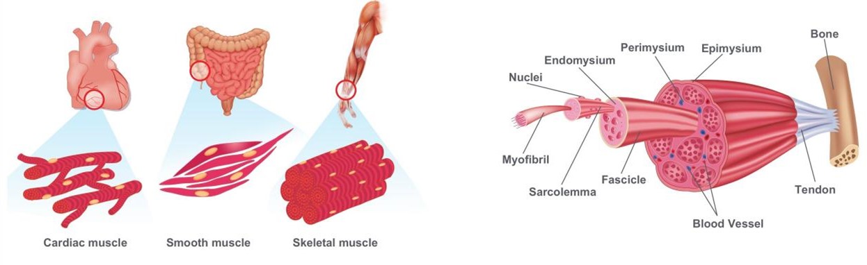 肌肉分类及骨骼肌结构