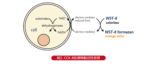 cck8检测细胞增殖实验原理