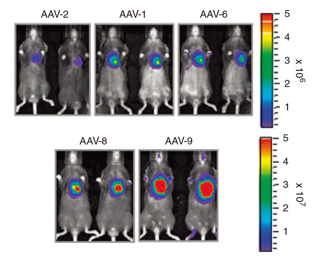 AAV感染小鼠心脏