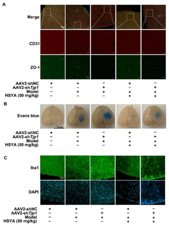 AAV感染小鼠脑微血管内皮细胞