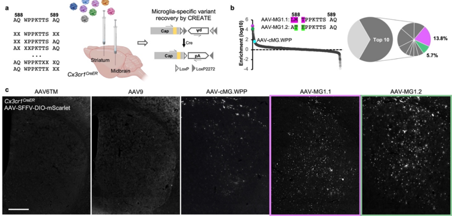 AAV-MG1.2特异性靶向小胶质细胞
