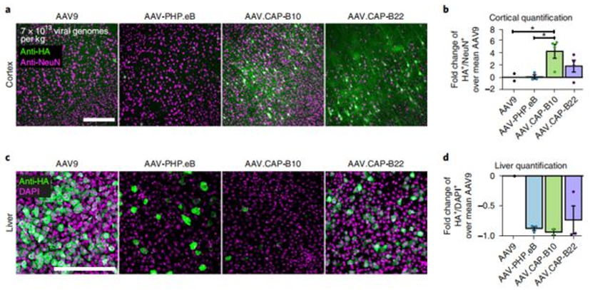 AAV特异性靶向神经细胞