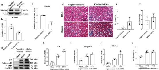 Klotho基因在肾脏中敲低显著加重UUO小鼠的肾纤维化