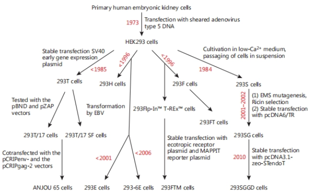 HEK293细胞及其衍生细胞系起源示意图
