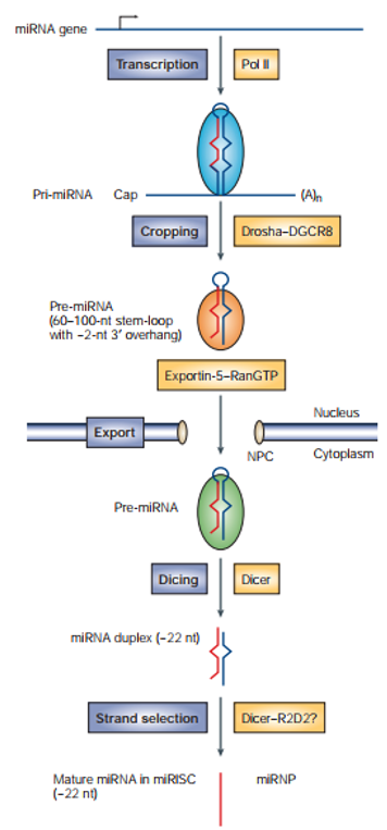 miRNA的加工成熟途径