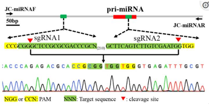 使用cirspr/cas9技术敲除miRNA