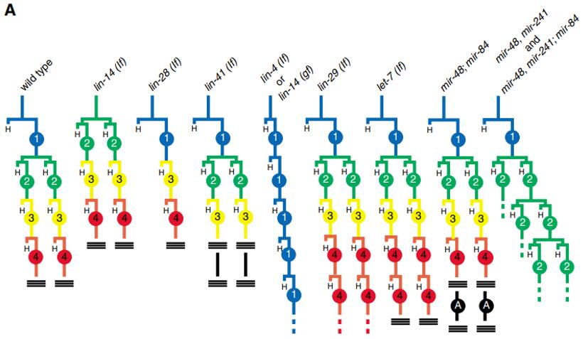 线虫发育过程中miRNA控制发育时序
