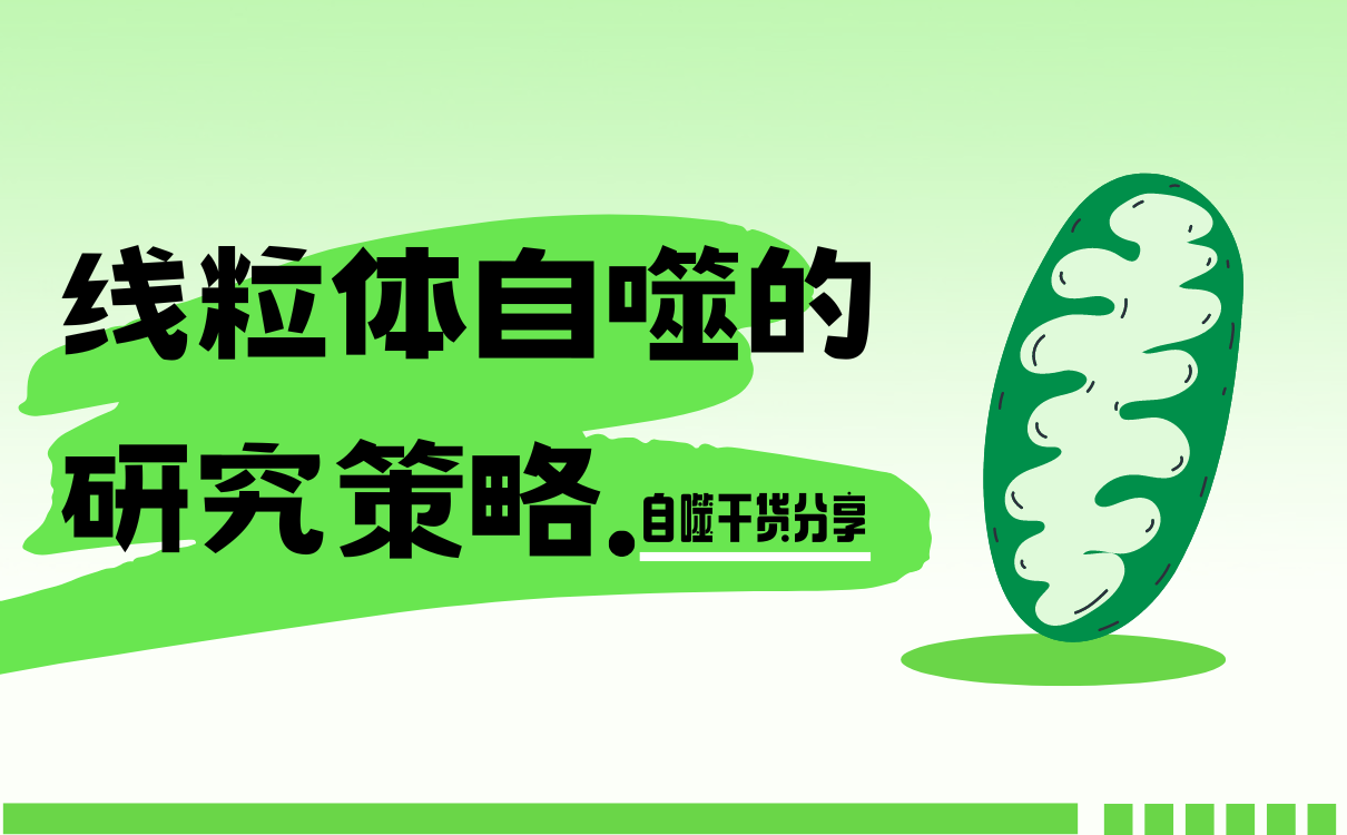 自噬干货分享系列之线粒体自噬的研究策略