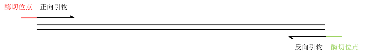 引物设计