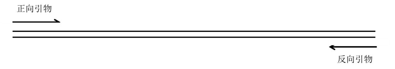 引物设计