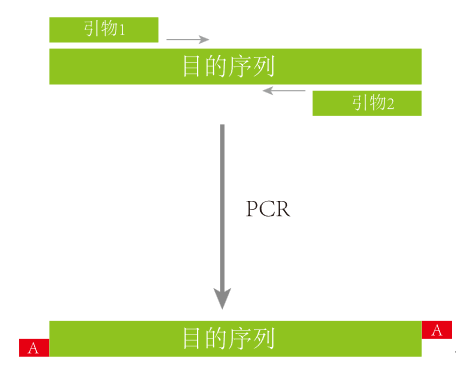 引物设计