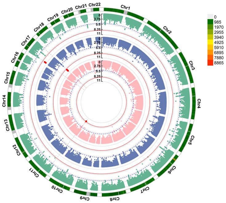 肿瘤内微生物类群的GWAS分析