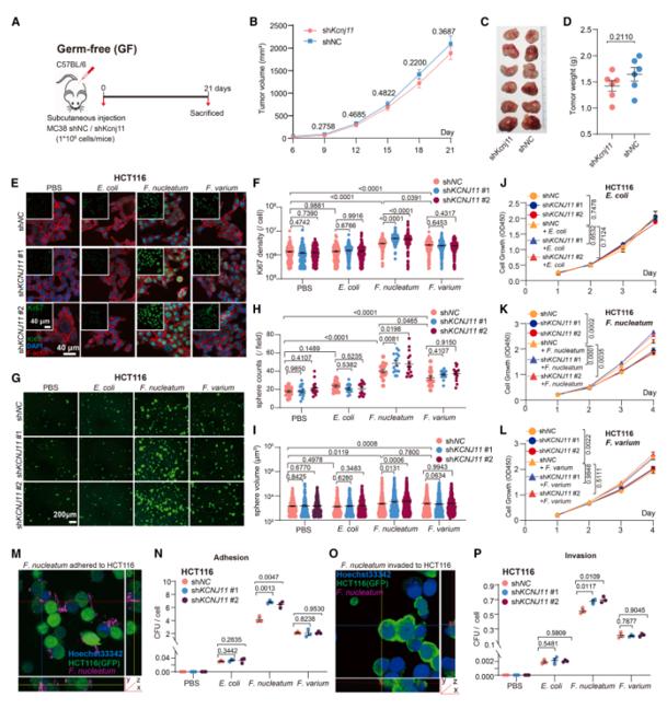 抑制KCNJ11表达通过结合更多的具核梭杆菌(F. nucleatum)促进CRC细胞生长