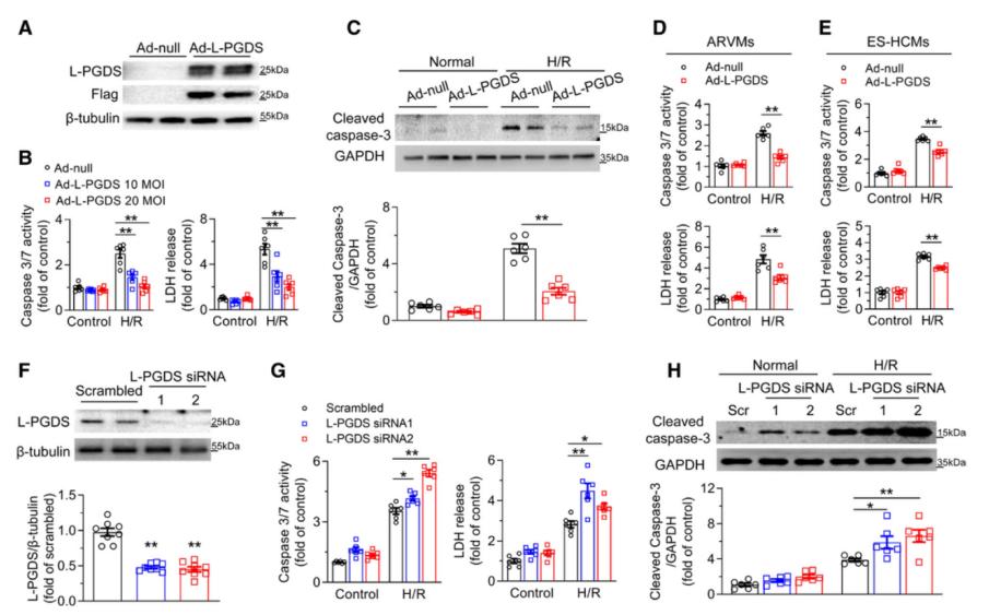 L-PGDS是心肌细胞抵抗H/R诱导细胞死亡所必需的关键因子