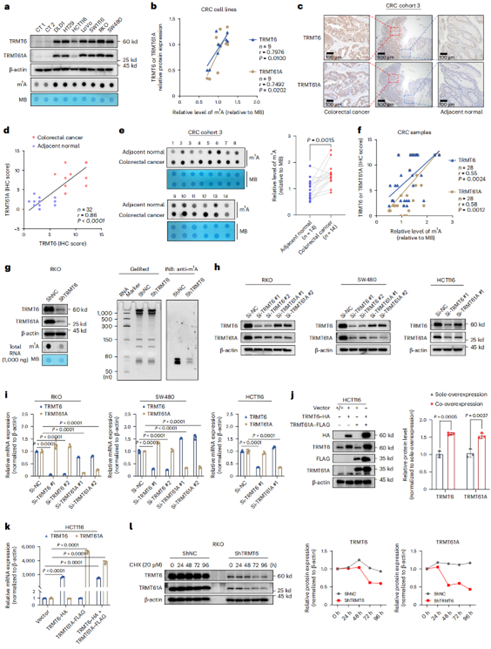 TRMT6维持TRMT6/61A复合物,在CRC中升高tRNA m1A修饰
