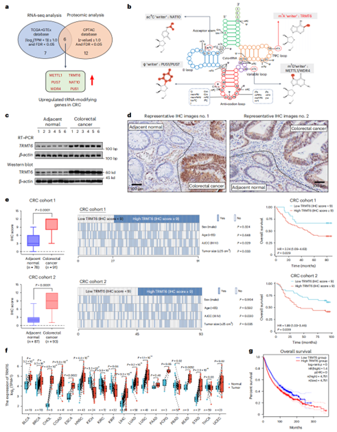 CRC中TRMT6过表达与不良预后相关