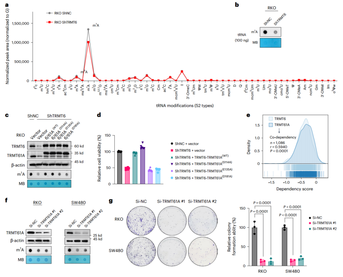 TRMT6依赖性tRNA m1A修饰维持CRC细胞生长