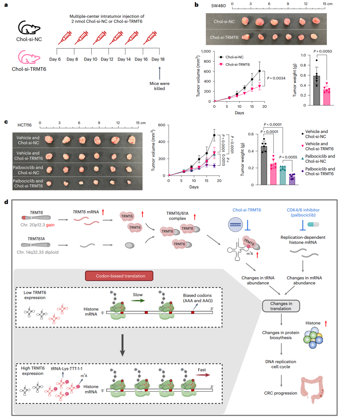Chol-si-TRMT6与CDK4/6i抑制异种移植肿瘤生长