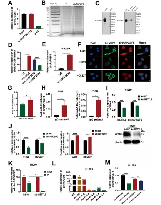 circRAPGEF5与IGF2BP2的KH3-4区域结合,且其表达受m⁶A甲基化修饰调控
