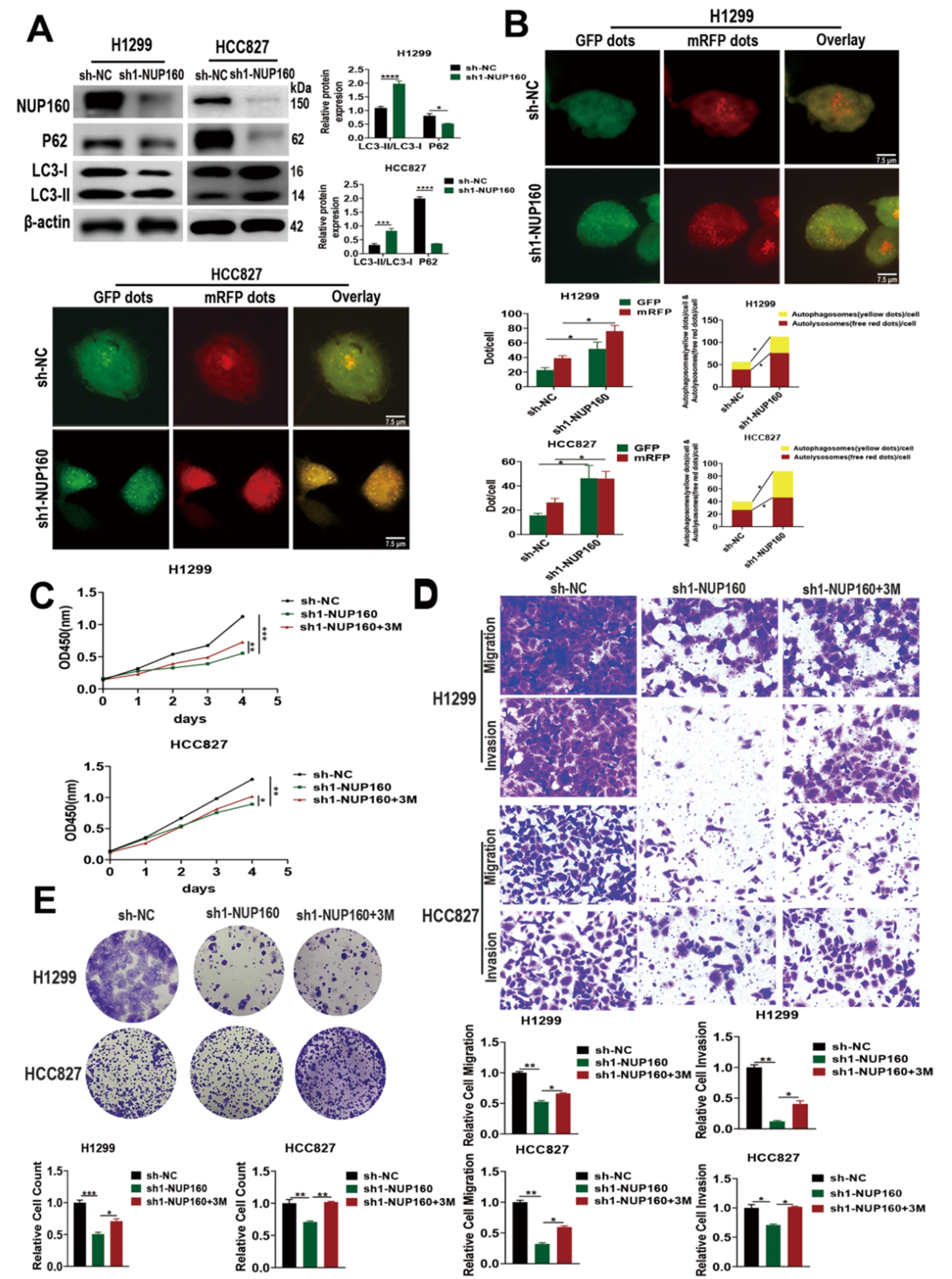 敲低NUP160可促进肺腺癌细胞的自噬