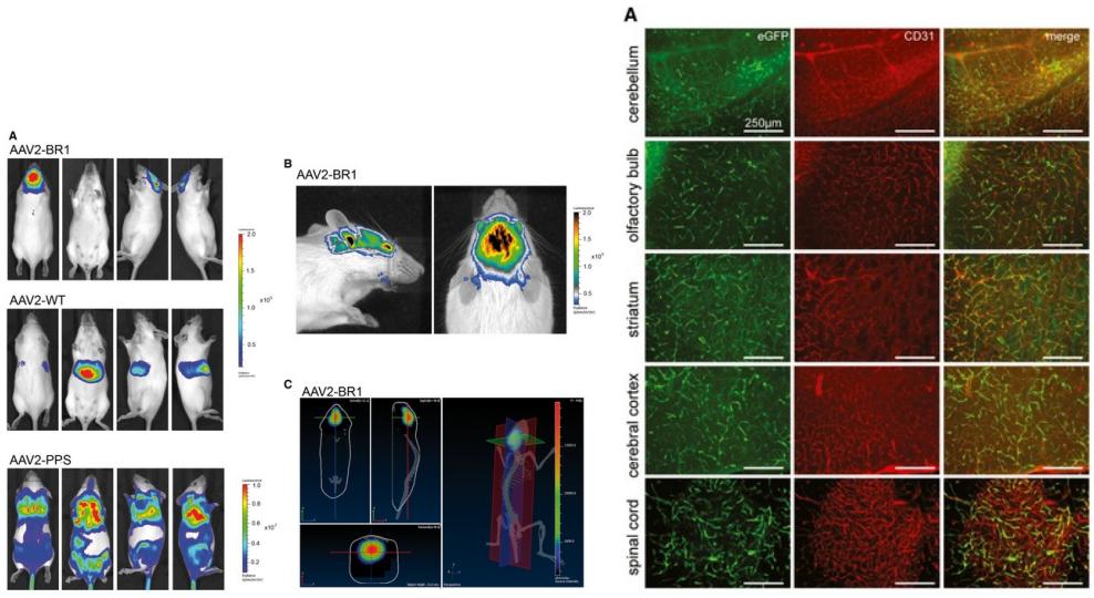左:AAV-BR1经尾静脉注射靶向感染大脑;右:AAV-BRA1感染脑内皮细胞