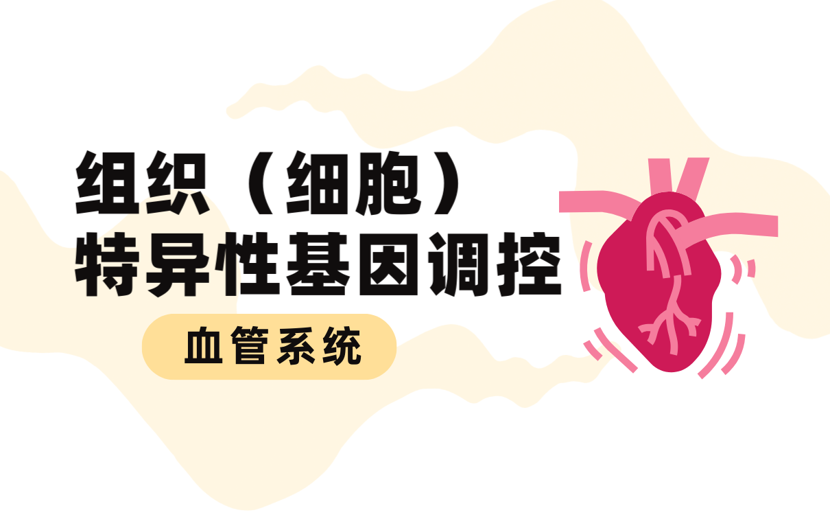 组织(细胞)特异性基因调控之血管系统