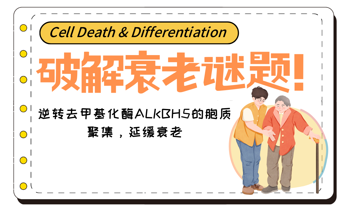 破解衰老谜题