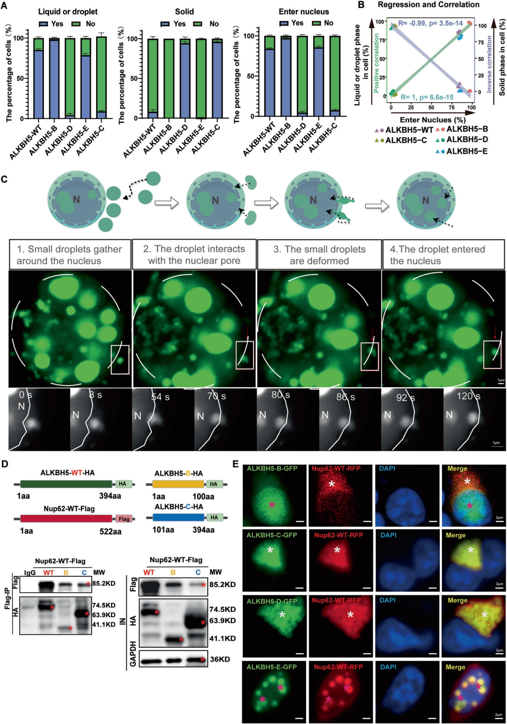 ALKBH5通过形成胞质液滴促进核转运