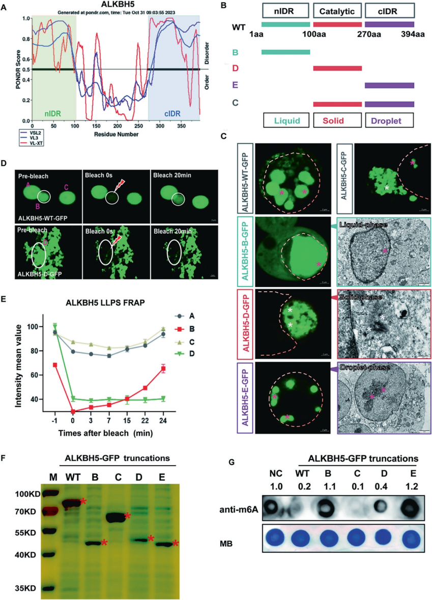 ALKBH5固有结构调控其固相聚集转变与亚细胞分布