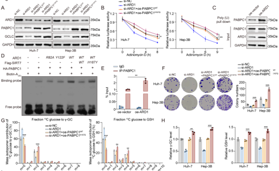 PABPC1的K167乙酰化增加了其对GCLC mRNA的亲和力