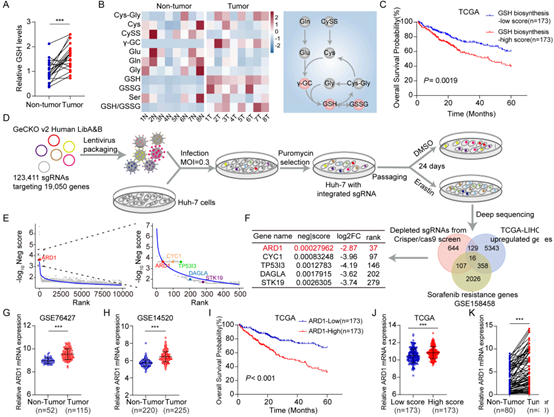 ARD1是GSH合成过程中的关键促进因子,并且在肝癌患者中具有潜在的预后价值