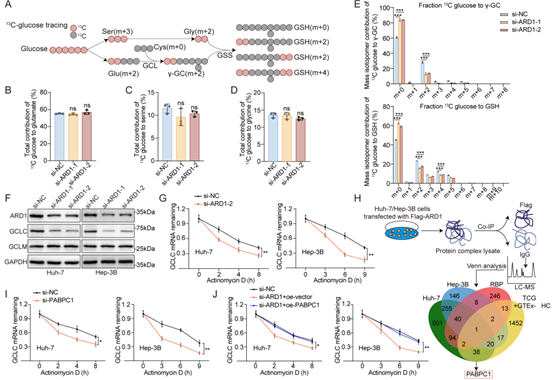 ARD1通过PABPC1稳定GCLC mRNA,进而促进GSH的从头合成