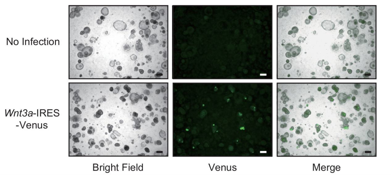 慢病毒转导肠道类器官后观察荧光
