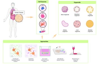 类器官的构建示意图