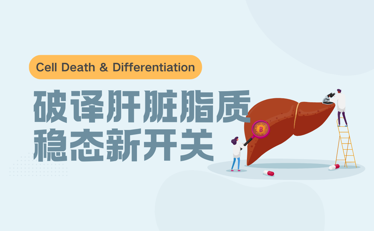 破译肝脏脂质稳态新开关