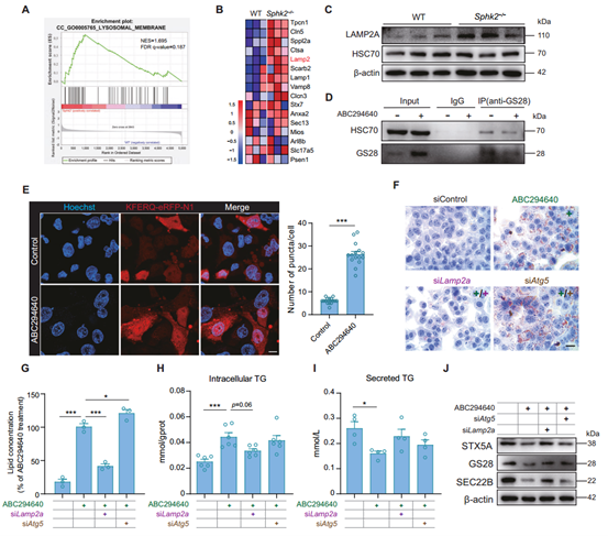 LAMP2A敲低减轻Sphk2缺陷诱导的TG积累