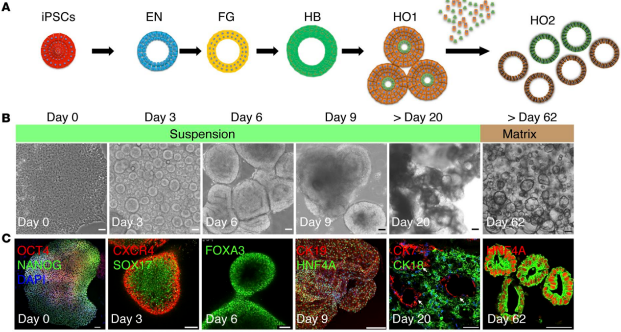 肝脏类器官的构建