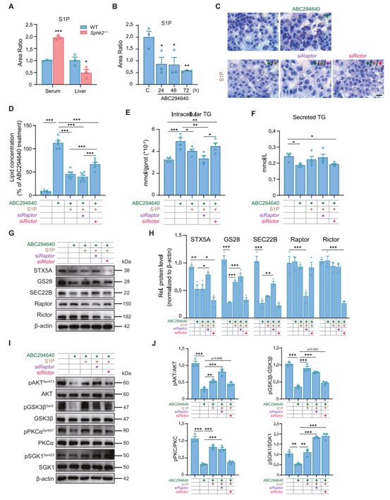 S1P上调mTORC2磷酸化以维持细胞内脂质稳态