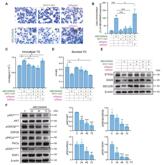 mTORC2磷酸化的增加逆转了Sphk2缺陷引起的VLDL分泌减少