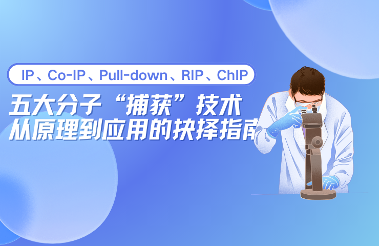 纳米材料的手性如何决定神经修复的命运