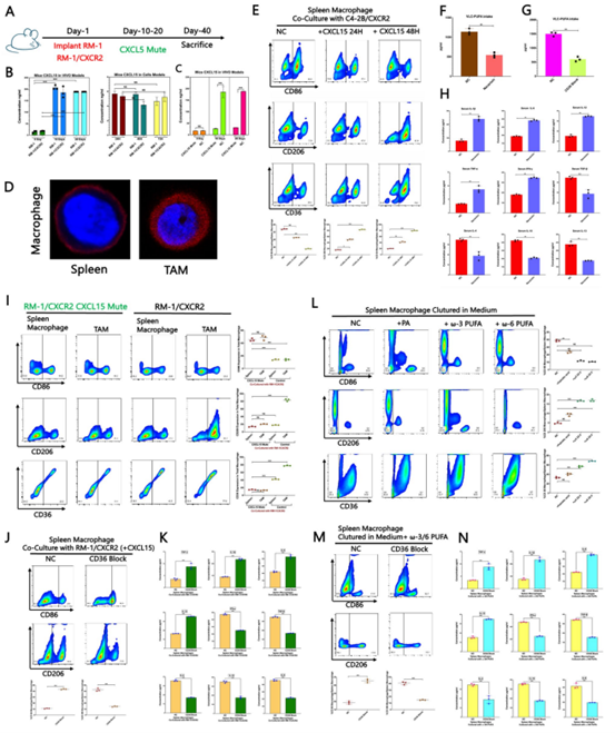 CD36高表达促进TAM向M2表型极化
