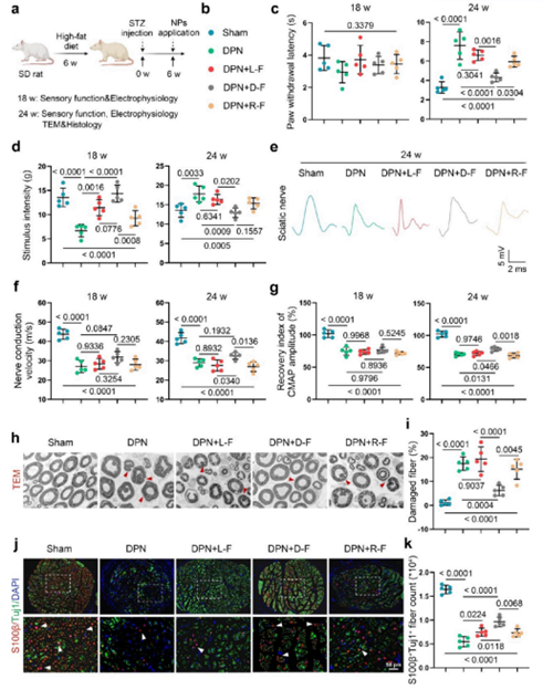 DPN大鼠神经功能与结构的评估