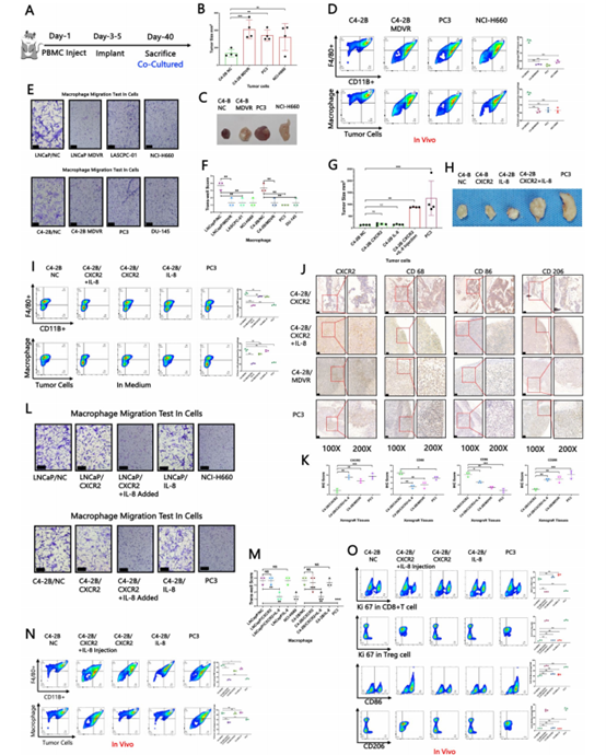 IL-8/CXCR2通路抑制巨噬细胞的迁移与吞噬功能