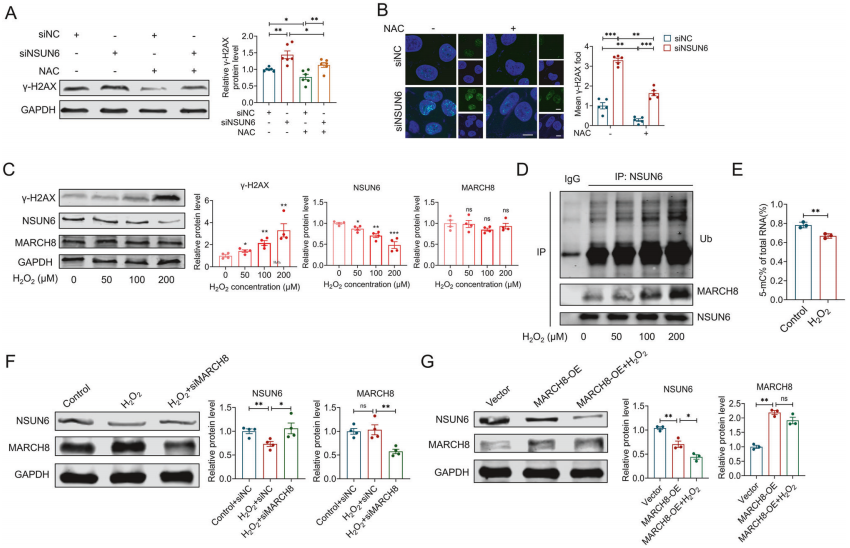 NSUN6敲低引起的DNA损伤诱导其自身泛素化与降解
