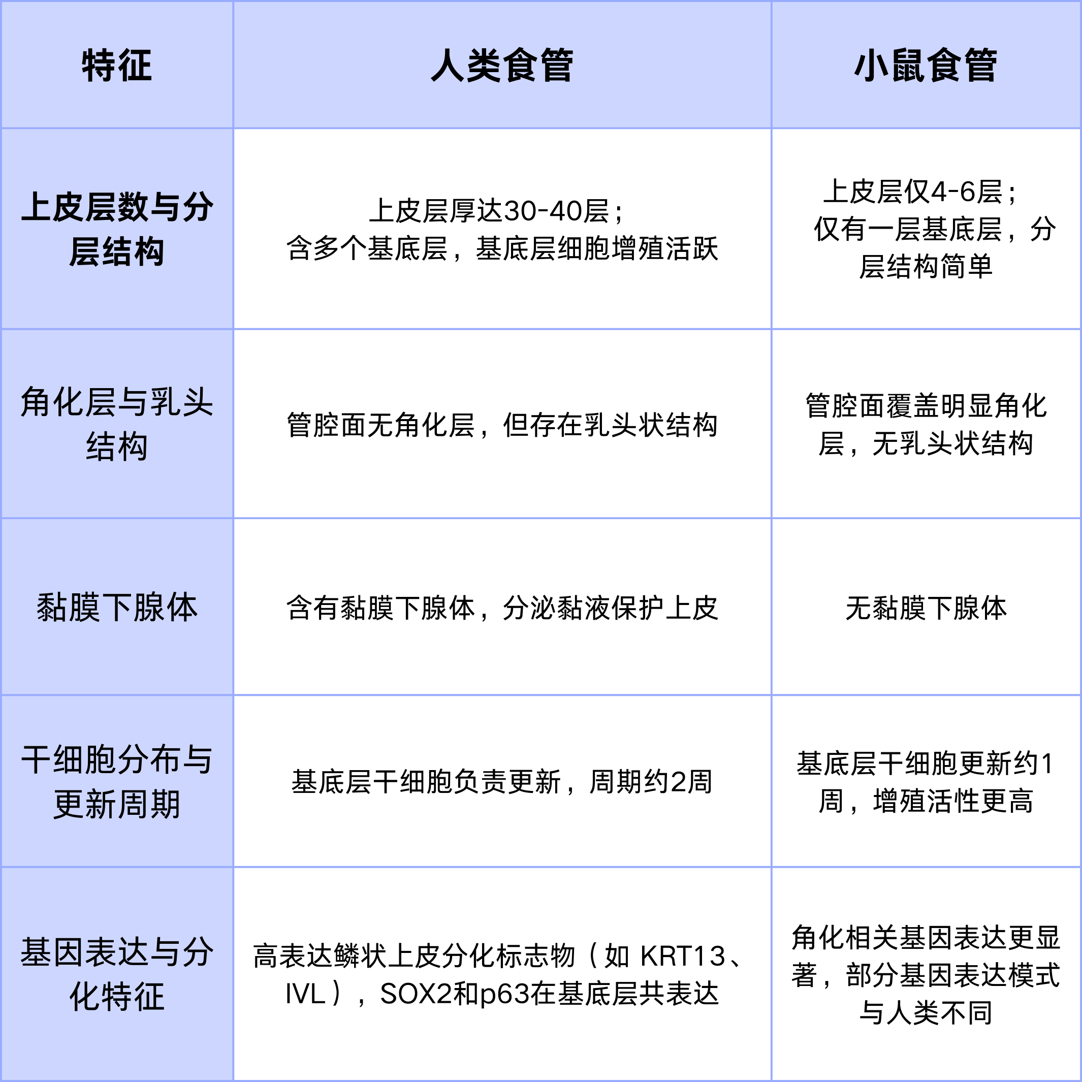 人类和小鼠食管的差异特征比较