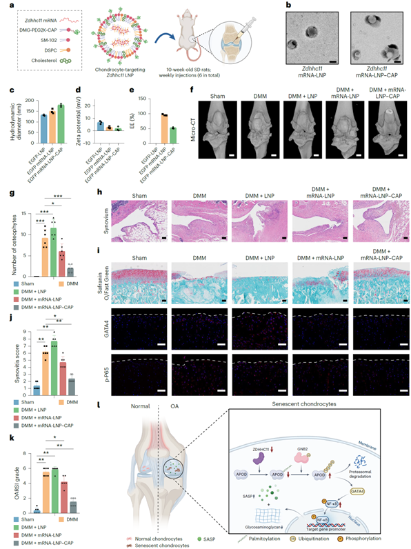 Zdhhc11 mRNA-LNP-CAP可挽救OA软骨衰退并有效缓解大鼠关节衰老
