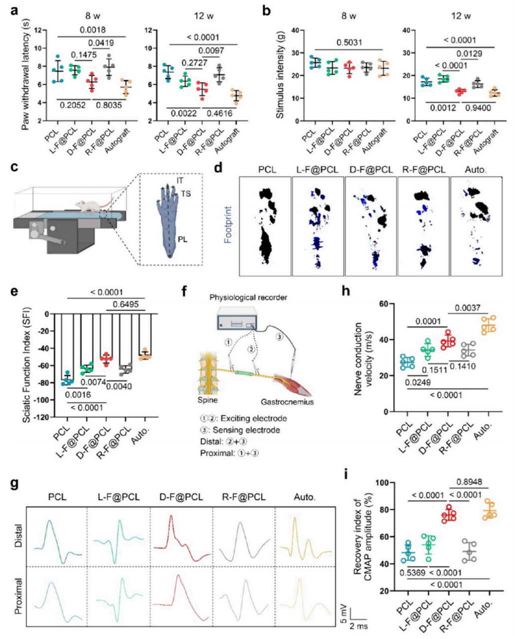 大鼠坐骨神经损伤后功能恢复的评估