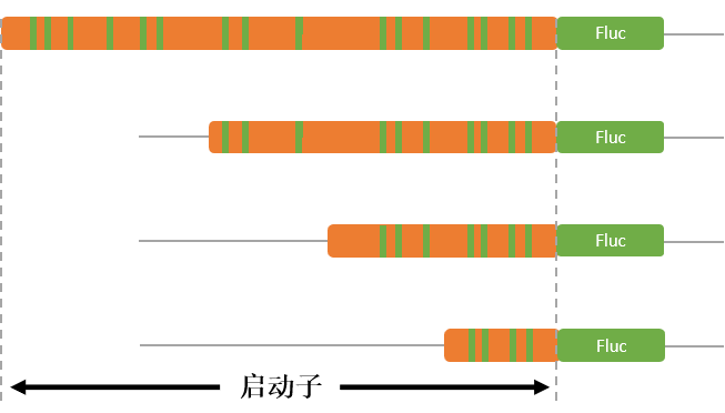 启动子截断序列示意图
