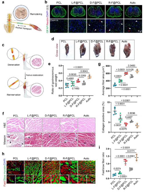 受损伤神经支配的靶器官检测