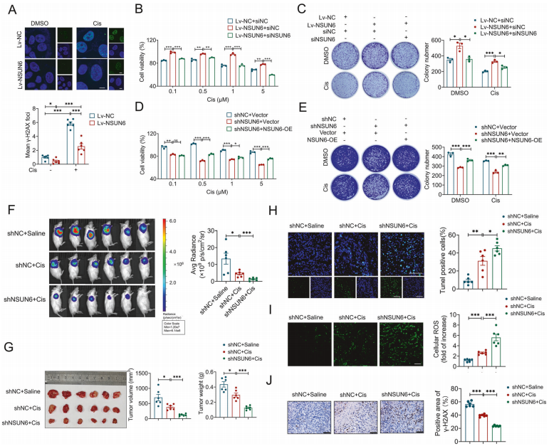 NSUN6敲低可增强骨肉瘤细胞对顺铂的敏感性